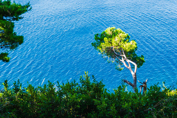 Sunlit cliffs, covered with branches of evergreen trees, in Petrovac na Moru, Montenegro.