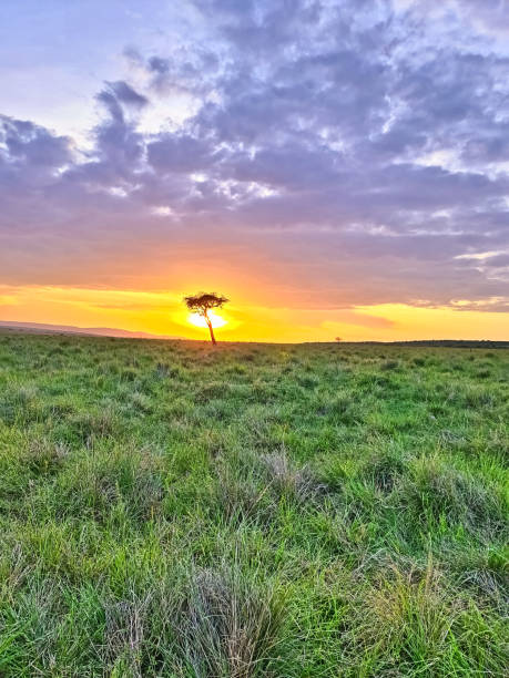 istock Lonely acacia tree silhouette at sunrise in Kenya, Africa 2196008334