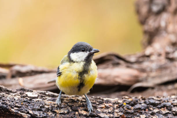 istock Great tit or parus major perched on a tree trunk in a field 2196009150