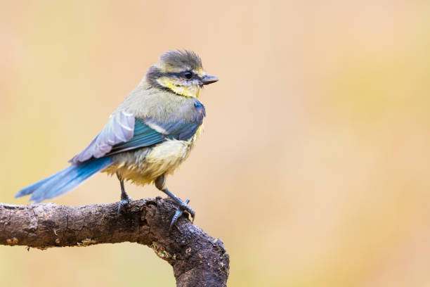 istock Yong Eurasian Blue Tit (Cyanistes caeruleus) on branch with copy space for text 2196009151