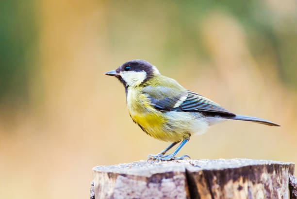istock Great tit or parus major perched on a tree trunk in a field 2196009154