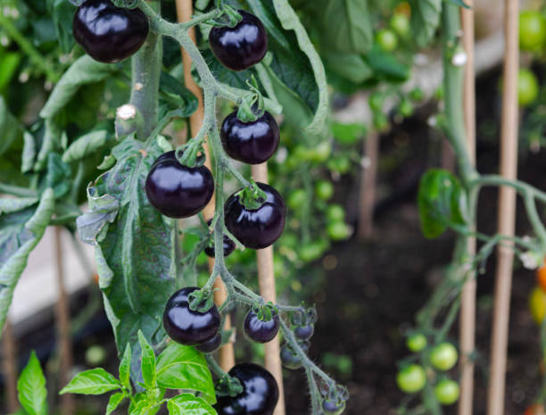 istock Delicious Nutritious Juicy Black Indigo Rose  Tomatoes 2196009855