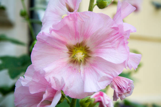 istock Close-up of a common hollyhock 2196010063
