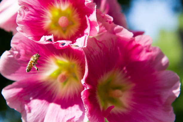 Close-up of a common hollyhock