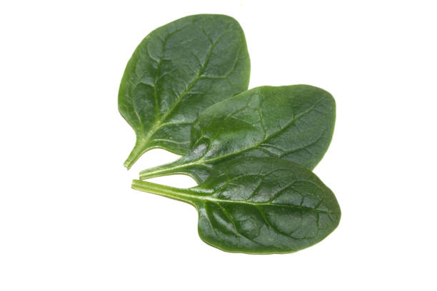 istock Close up of spinach leaf or leaves on white background 2196010305