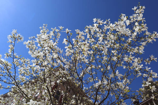 istock Magnolia flowers on a tree branch against the blue sky in spring 2196011111