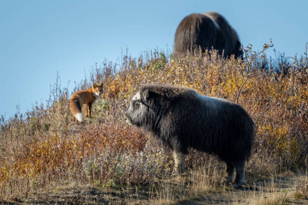 Red fox looking at a musk ox on the side of a hill in Alaska