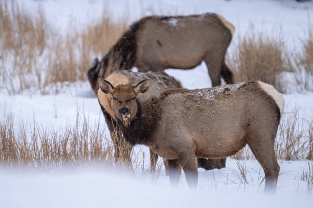 istock Small herd of cow elk in the snow 2196012089