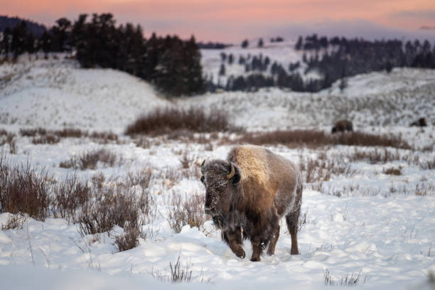 istock Early morning bison in yellowstone covered in frost 2196012093
