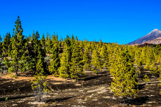 istock Forest In Teide National Park Tenerife 2196012222