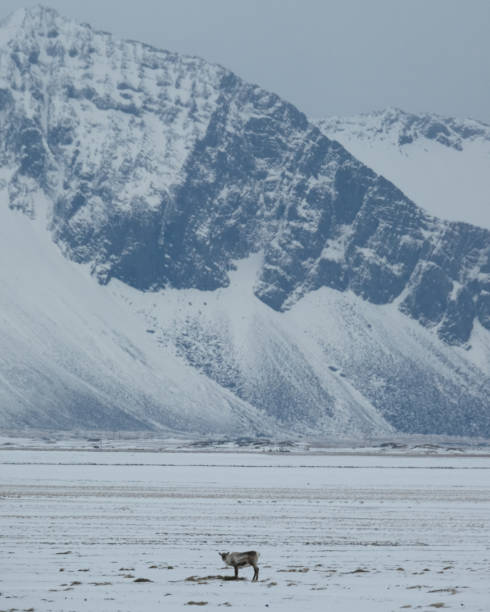 istock A lone reindeer standing on a snowy plain with rugged mountains in East Iceland. 2196012452