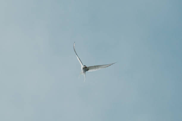 istock Arctic tern (kría) mid-flight with outstretched wings in East Iceland sky 2196012591