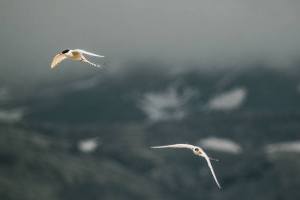 istock Arctic tern (kría) gracefully flying over South Icelandic meadows in summer. 2196012706
