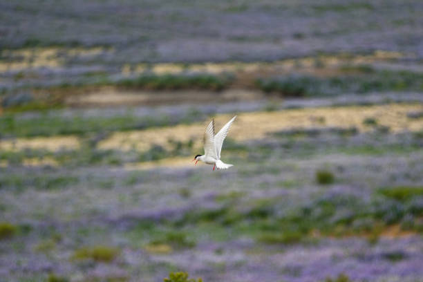 Arctic tern (kría) gracefully flying over South Icelandic meadows in summer.