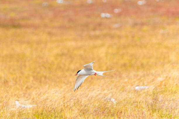 Arctic tern in flight over golden grassy fields in South Iceland
