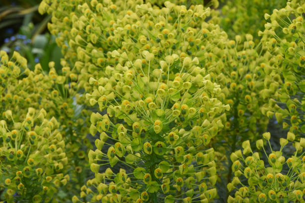 istock Green euphorbia plant detail 2196012843