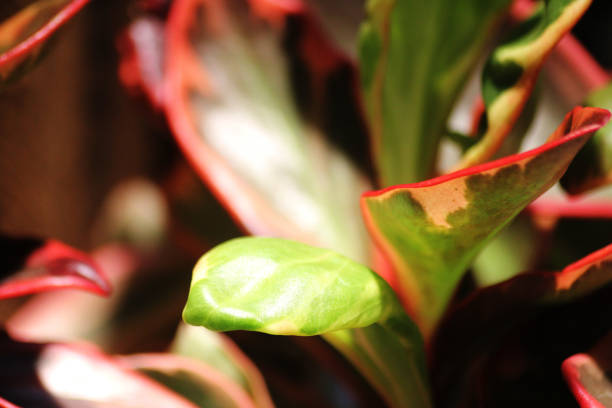 Close up of a succulent plant