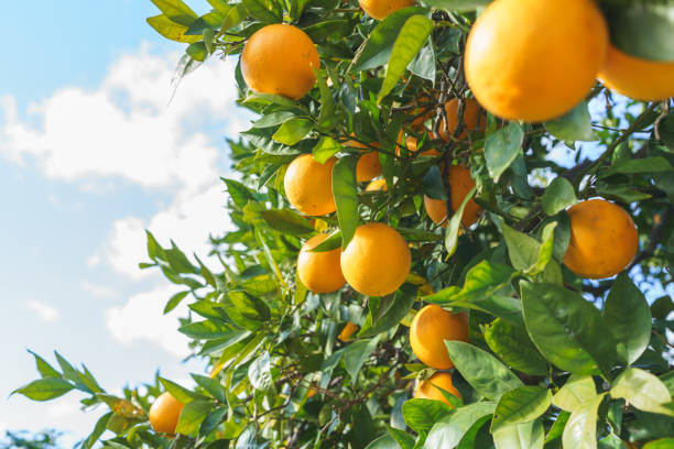 istock Close-up of ripe oranges hanging on a lush green tree under a bright blue sky. 2196013292