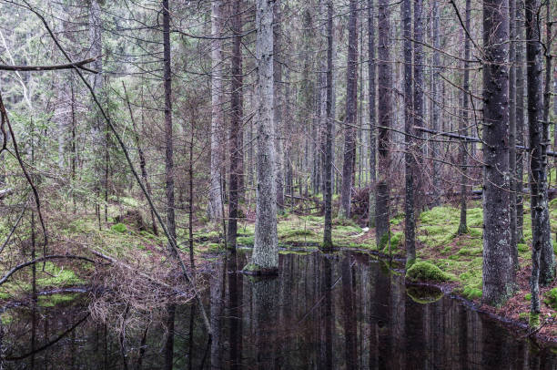 Finland lake beautiful summer wilderness nature
