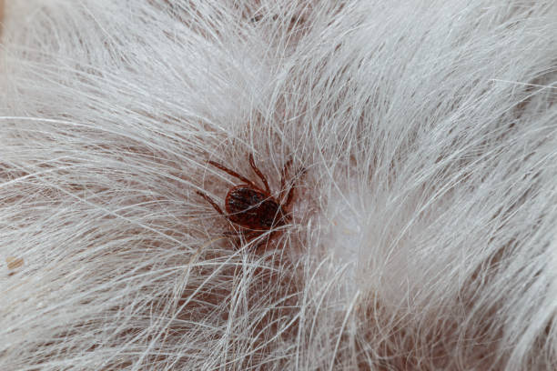istock Ticks that are sucking blood on dogs 2196017753