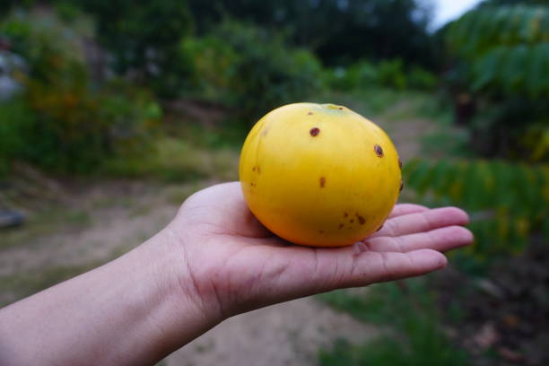 istock Abiu fruit, large round fruit, yellow skin, grown in Thailand. 2196018610