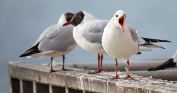 istock Portrait of a seagull 2196021469