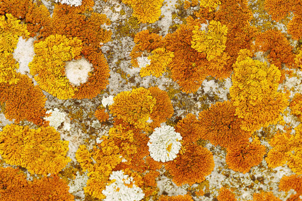 Beautiful nature patterns of colored mosses and lichens, natural texture background, Close-up surface covered with yellow orange color moss, macro short, top view micro plants natural background