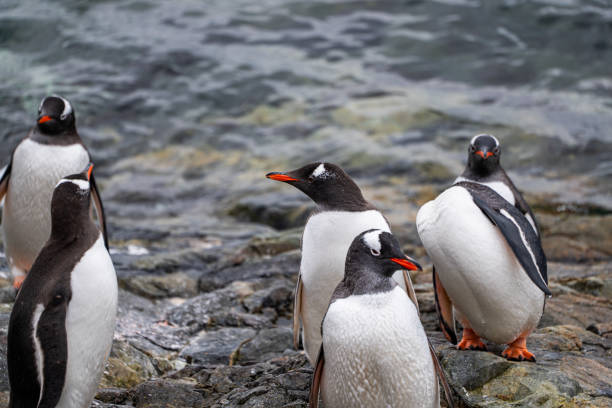 istock Gentoo penguins in Antarctica. Wild nature. Snow. South Pole. 2196024677