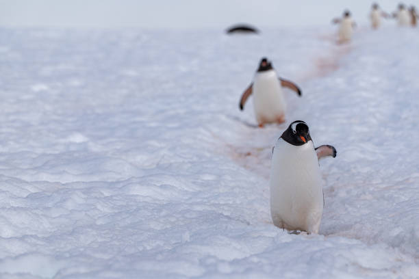 istock Gentoo penguins in Antarctica. Wild nature. Snow. South Pole. 2196025172