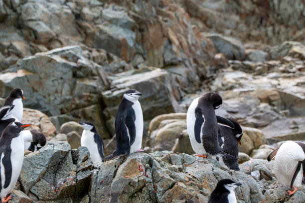 Chinstrap penguin (Pygoscelis antarcticus) in Antarctica. Wild nature.