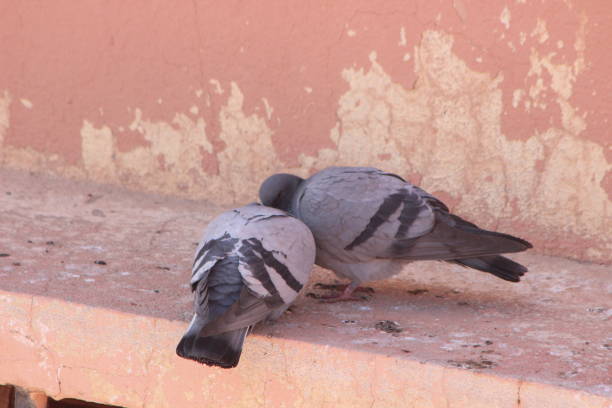 Two gray pigeons in love