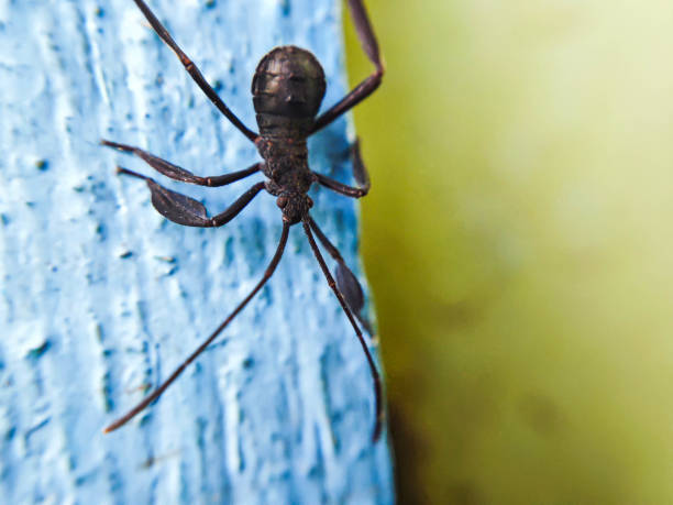 Lachnus insects were crawling on the walls