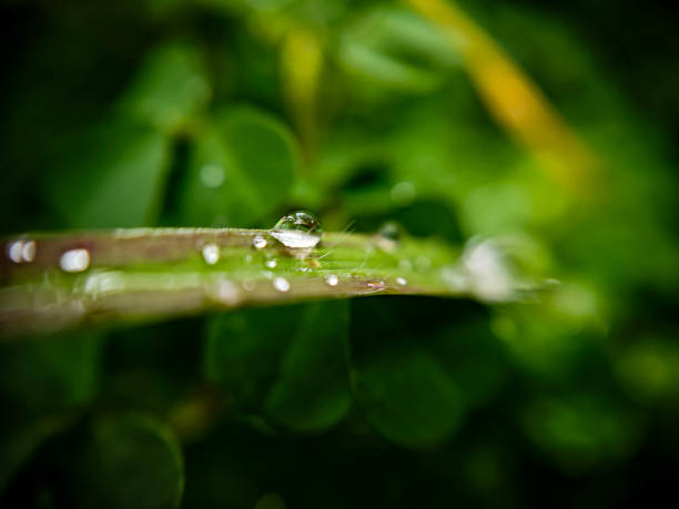 Rainwater stuck to a blade of grass