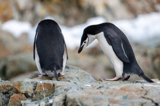 istock Chinstrap penguin (Pygoscelis antarcticus) in Antarctica. Wild nature. 2196027640