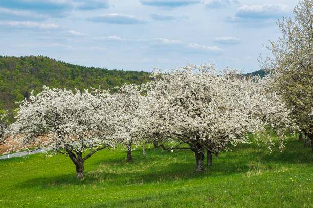 istock Cherry blossom in Franconian Switzerland 2196032912