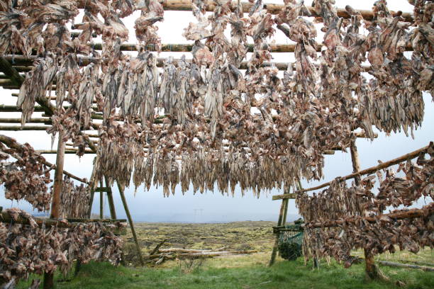 50+ Arctic Cod Drying Fish Stock Photos, Pictures & Royalty-Free Images ...