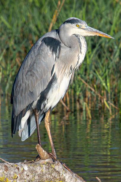 istock grey heron Ardea cinerea is a common bird in emporda girona catalunya spain 2196036962