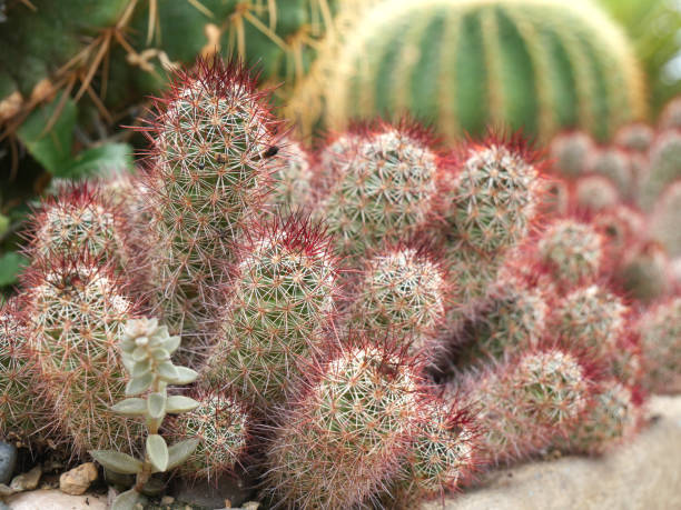 istock Many cactus plants growing in the garden. 2196038790