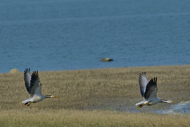 istock Bar-headed geese isolated in flight 2196039067