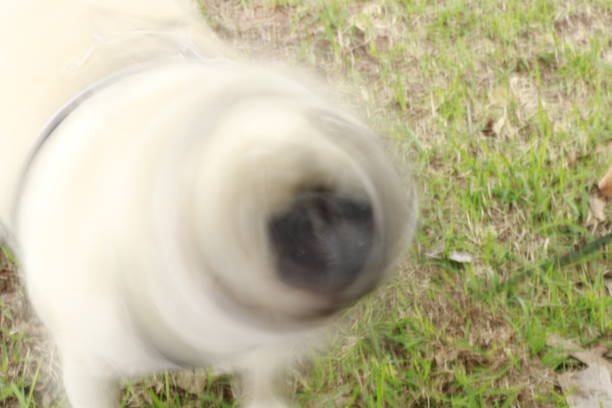 This dynamic and playful image captures the unique moment of a pug shaking off water, creating a swirling motion blur that adds energy and fun to the scene. Perfect for brands or projects that aim to showcase the joy and spontaneity of pets, this image exudes charm and vitality. Whether for pet care products, social media campaigns, or creative projects, this captivating snapshot brings a touch of humor and life to your content. Let this animated pug steal the spotlight and spread smiles!