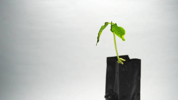 istock Young Green Plant in Black Polybag Isolated on Bright Studio Background 2196042922