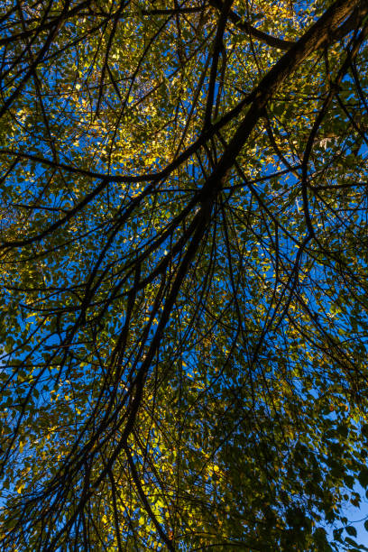 Looking up through tree branches and leaves against a bright blue sky creates an intricate natural pattern