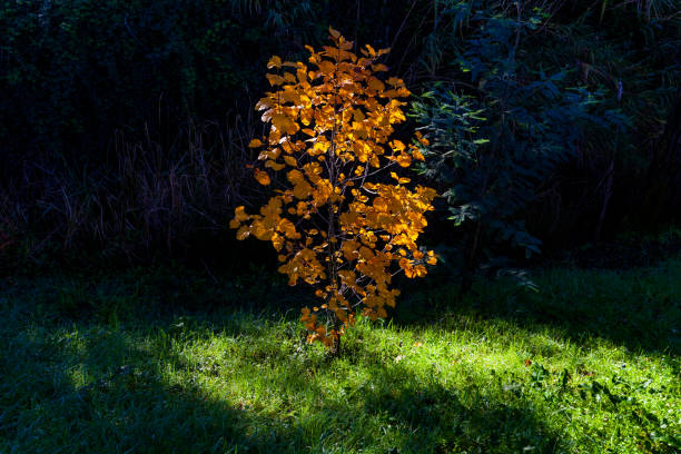 A small tree with vibrant orange leaves stands illuminated against a dark background of foliage and grass.