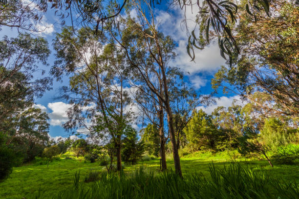 istock Trees with green foliage stand in a grassy field under a blue sky with white clouds. 2196045153