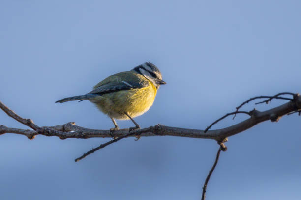 istock Eurasian Blue Tit perched on a tree branch in the morning light 2196045610