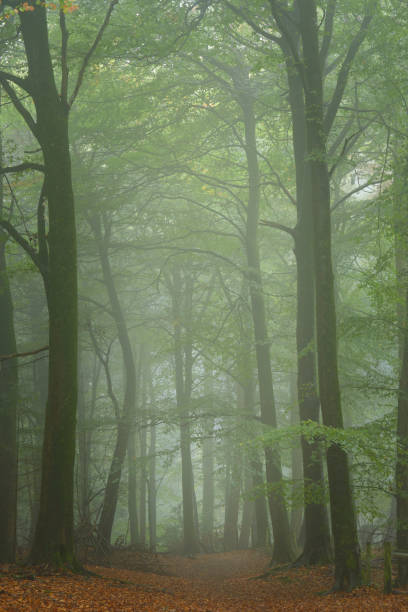 istock Woodland in mist 2196045627