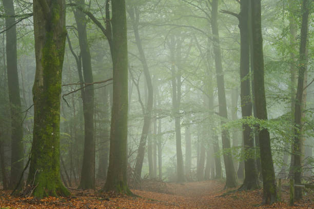 istock Woodland in mist 2196045720