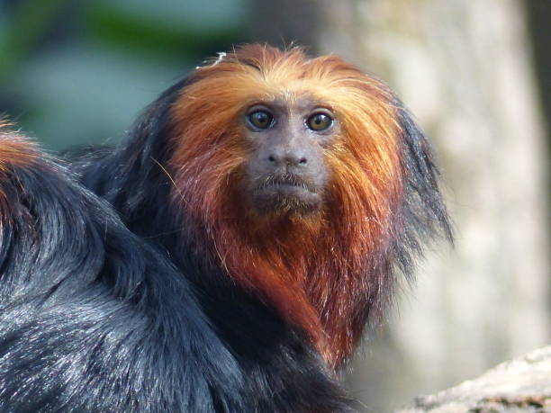 A vulnerable bald Uakari monkey with a striking red head sits exposed, turning slightly to reveal its large, expressive back foot. Its scarlet face contrasts vividly with the pale, almost hairless skin, highlighting its rare and delicate features. The closeup emphasizes both its unique anatomy and the fragility of this threatened species, evoking a sense of intimacy and awareness. The image captures the monkey’s alert gaze, natural vulnerability, and remarkable adaptation to its rainforest home.
