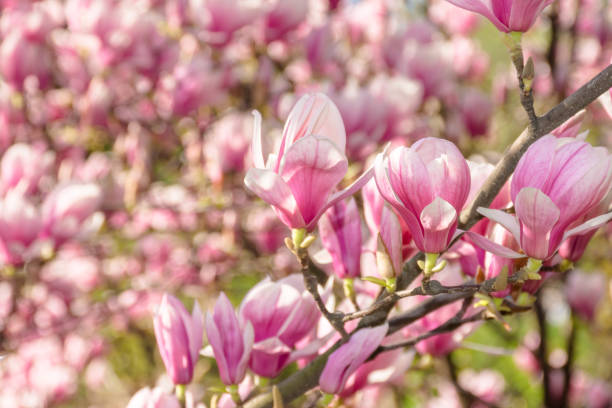 istock magnolia soulangeana in full bloom 2196049715