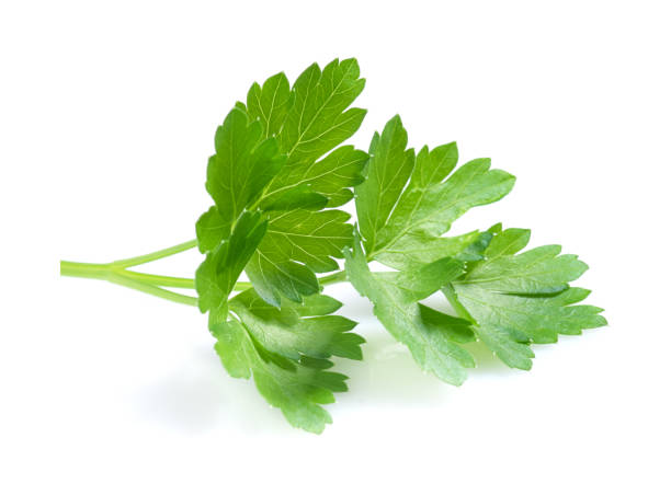 istock Fresh parsley leaves on white background 2196050602